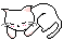 Sleepy cat